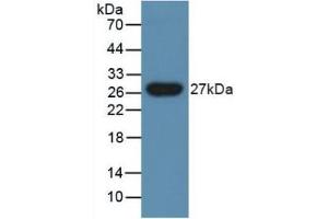 Figure. (PGLYRP1 anticorps  (AA 18-183))
