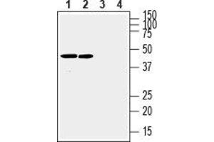 Western blot analysis of rat (lanes 1 and 3) and mouse (lanes 2 and 4) brain membranes: - 1,2.