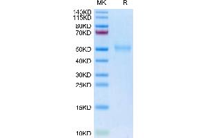 Biotinylated Human TGFBR1 on Tris-Bis PAGE under reduced condition.