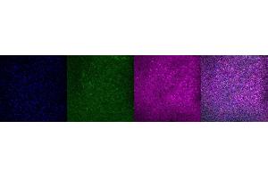 Immunohistochemistry (IHC) image for anti-Purkinje Cell Protein 4 (PCP4) antibody (ABIN7456266)