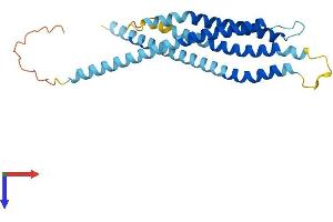 AlphaFold protein structure predicition of Human Recombinant ORAI2 Protein, UniprotID Q96SN7