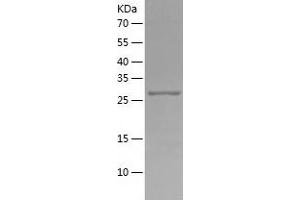 Western Blotting (WB) image for Ribosomal Protein S3 (RPS3) (AA 1-263) protein (His-IF2DI Tag) (ABIN7124899)