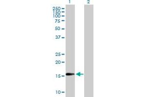 Western Blot analysis of TSC22D1 expression in transfected 293T cell line by TSC22D1 MaxPab polyclonal antibody. (TSC22D1 anticorps  (AA 1-144))