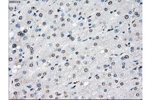 Image no. 1 for anti-P450 (Cytochrome) Oxidoreductase (POR) antibody (ABIN1497746) (POR anticorps)