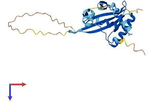 AlphaFold protein structure predicition of Human Recombinant ATG10 Protein, UniprotID Q9H0Y0