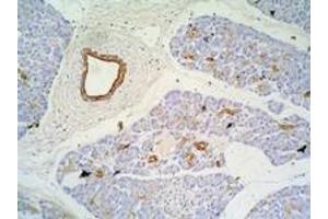 Immunohistochemistry staining of pancreas (paraffin-embedded sections) with anti-Cytokeratin 7+17 (C-46).