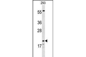 Western blot analysis of CLDN8 Antibody (Center) (ABIN653170 and ABIN2842734) in 293 cell line lysates (35 μg/lane). (CLDN8 anticorps  (AA 140-166))