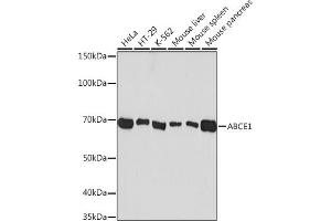 Western blot analysis of extracts of various cell lines, using  Rabbit mAb (ABIN7265739) at 1:1000 dilution. (ABCE1 anticorps)
