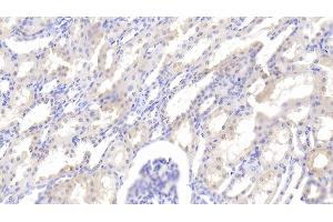 Detection of LEP in Bovine Kidney Tissue using Polyclonal Antibody to Leptin (LEP)
