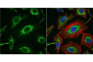 ICC/IF Image Importin 7 antibody [C3], C-term detects Importin 7 protein at cytoplasm by immunofluorescent analysis. (IPO7 anticorps  (C-Term))