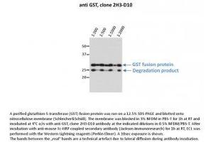 Image no. 1 for anti-Glutathione S Transferase (GST) antibody (ABIN1042595) (GST anticorps)