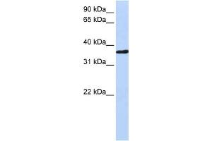 WB Suggested Anti-CHORDC1 Antibody Titration: 0. (CHORDC1 anticorps  (Middle Region))