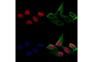 ABIN6262175 and ABIN6274014 staining Hela cells by IF/ICC.