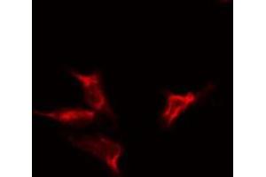 ABIN6275325 staining  HeLa cells by IF/ICC. (NUTF2 anticorps  (Internal Region))