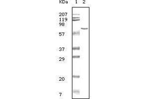 Western Blotting (WB) image for anti-Bovine Serum Albumin (BSA) antibody (ABIN2464022) (BSA anticorps)
