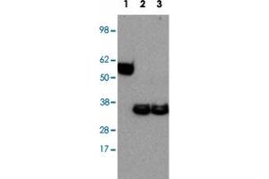 Western blot analysis of Lane 1: Ebi3 recombinant protein Lane 2: mouse bone marrow-derived dendritic cells stimulated with LPS Lane 3: mouse bone marrow-derived dendritic cells stimulated untreated with LPS with Ebi3 monoclonal antibody, clone DNT27 . (EBI3 anticorps)