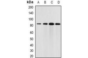 Western blot analysis of Elmo3 expression in HT29 (A), mouse brain (B), mouse kidney (C), rat lung (D) whole cell lysates. (ELMO3 anticorps)