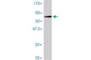 Western Blot detection against Immunogen (64.