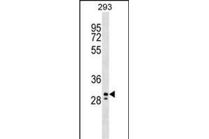 PEF1 Antibody (Center) (ABIN1538704 and ABIN2848970) western blot analysis in 293 cell line lysates (35 μg/lane). (PEF1 anticorps  (AA 95-121))