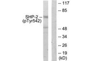 Western blot analysis of extracts from A431 cells, using SHP-2 (Phospho-Tyr542) Antibody. (PTPN11 anticorps  (pTyr542))