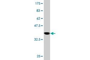Western Blot detection against Immunogen (36.