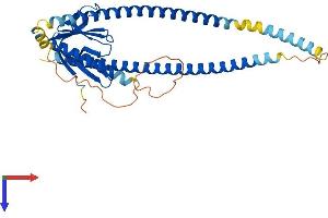 AlphaFold protein structure predicition of Mouse Recombinant Homer3 Protein, UniprotID Q99JP6