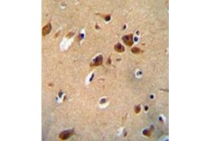 Immunohistochemistry analysis in formalin fixed and paraffin embedded human brain tissue reacted with PKHG1 Antibody (C-term) followed which was peroxidase conjugated to the secondary antibody and followed by DAB staining.