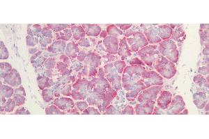 Detection of FGL1 in Human Pancreas Tissue using Polyclonal Antibody to Fibrinogen Like Protein 1 (FGL1)