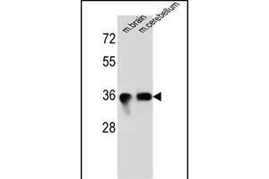 SYP Antibody (C-term) (ABIN6242563 and ABIN6577334) western blot analysis in mouse brain,cerebellum tissue lysates (35 μg/lane).