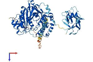 AlphaFold protein structure predicition of Human Recombinant GALNT16 Protein, UniprotID Q8N428