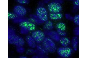 Immunofluorescence (IF) image for anti-Histone Deacetylase 1 (HDAC1) (C-Term) antibody (ABIN7448972)