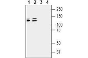 Western blot analysis of mouse (lanes 1 and 3) and rat (lanes 2 and 4) brain membranes: - 1,2.