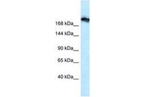 Image no. 1 for anti-Tight Junction Protein 1 (TJP1) (N-Term) antibody (ABIN6747524) (TJP1 anticorps  (N-Term))