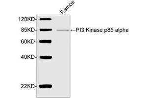 Western blot analysis of cell lysate using PI3 Kinase p85 alpha Antibody (ABIN399038, 2 µg/mL) The signal was developed with IRDyeTM 800 Conjugated Goat Anti-Rabbit IgG. (PIK3R1 anticorps  (AA 600-650))
