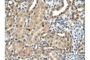 TBX15 antibody was used for immunohistochemistry at a concentration of 4-8 ug/ml. (T-Box 15 anticorps  (C-Term))