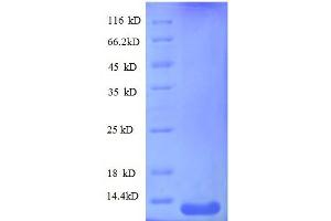 Chemokine (C-X-C Motif) Ligand 10 (CXCL10) (AA 22-98), (full length) protein (His tag)