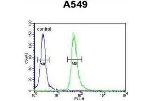 Flow cytometric analysis of A549 cells using GNAT3 Antibody (Center) Cat. (GNAT3 anticorps  (Middle Region))
