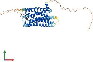 AlphaFold protein structure predicition of Human Recombinant SSTR5 Protein, UniprotID P35346