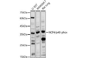 Western blot analysis of extracts of various cell lines, using NCF4/p40-phox antibody (ABIN3022902, ABIN3022903, ABIN3022904, ABIN1513244 and ABIN6219288) at 1:1000 dilution. (NCF4 anticorps  (AA 1-190))