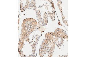 Immunohistochemical analysis of paraffin-embedded Human testis tissue using (ABIN654433 and ABIN2844169) performed on the Leica® BOND RXm.