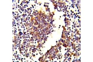 IHC analysis of FFPE human lymph tissue stained with C7 antibody