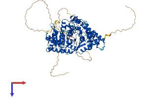 AlphaFold protein structure predicition of Human Recombinant CHAT Protein, UniprotID P28329