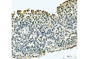 IHC analysis of PC4/SUB1 using anti-PC4/SUB1 antibody (ABIN7602186).