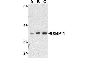 Western Blotting (WB) image for anti-X-Box Binding Protein 1 (XBP1) (N-Term) antibody (ABIN1031663) (XBP1 anticorps  (N-Term))