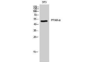 Western Blotting (WB) image for anti-Peroxisome Proliferator-Activated Receptor alpha (PPARA) (Thr261) antibody (ABIN3186537)
