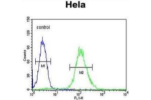 CCNG1 Antibody (N-term) flow cytometric analysis of Hela cells (right histogram) compared to a negative control cell (left histogram). (Cyclin G1 anticorps  (N-Term))