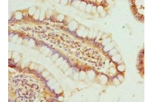 Immunohistochemistry of paraffin-embedded human small intestine tissue using ABIN7165145 at dilution of 1:100
