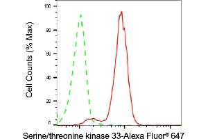 Flow cytometric analysis of Serine/threonine kinase 33 expression in HT- cells using Serine/threonine kinase 33 antibody (ABIN7800313), 1:2,000). (Recombinant STK33 anticorps)