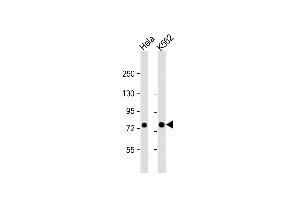 All lanes : Anti-SRP72 Antibody (Center) at 1:1000 dilution Lane 1: Hela whole cell lysate Lane 2: K562 whole cell lysate Lysates/proteins at 20 μg per lane. (SRP72 anticorps  (AA 119-148))