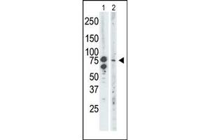 Image no. 2 for anti-Bromodomain Containing 3 (BRD3) (C-Term) antibody (ABIN360495) (BRD3 anticorps  (C-Term))